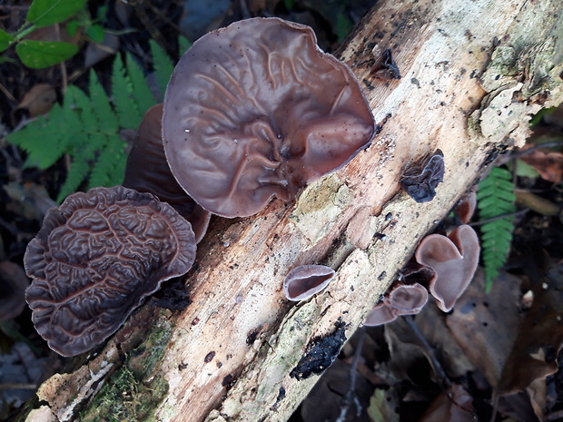 uchovec bazový Auricularia auricula-judae (Bull.) Quél.