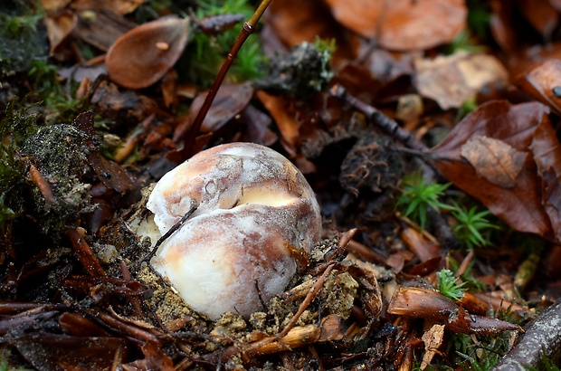 hríb sosnový Boletus pinophilus Pil. et Dermek in Pil.