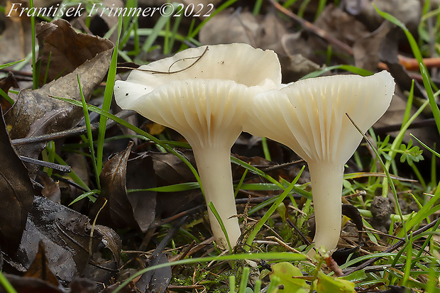 lúčnica snehobiela Cuphophyllus virgineus (Wulfen) Kovalenko