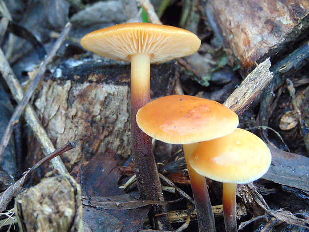 plamienka Flammulina sp.