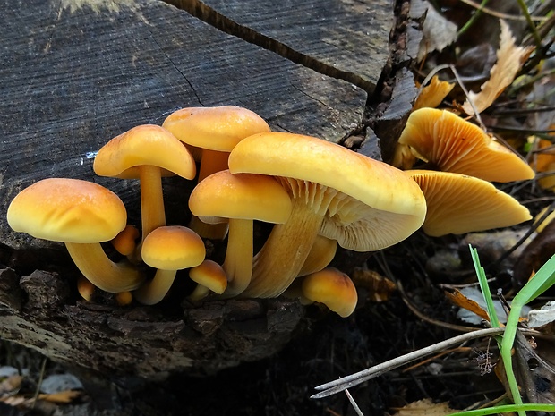 plamienka Flammulina sp.