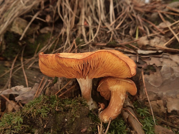 šupinovec Gymnopilus sp.