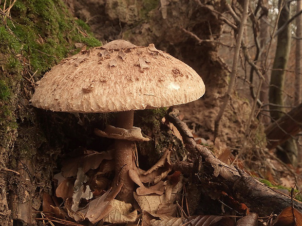 bedľa vysoká Macrolepiota procera (Scop.) Singer