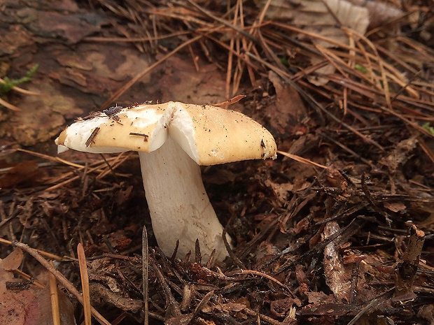 plávka hlinovožltá Russula ochroleuca Fr.