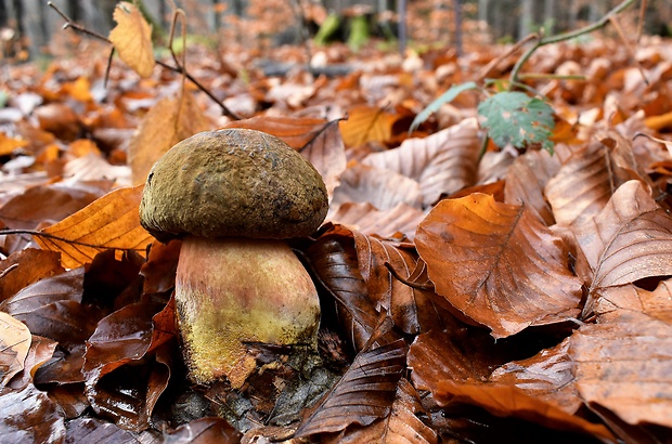 hríb zrnitohlúbikový Sutorius luridiformis (Rostk.) G. Wu & Zhu L. Yang