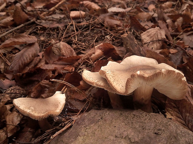 čírovka Tricholoma sp.