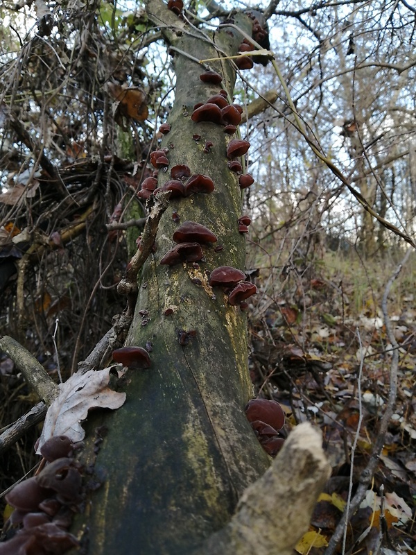 uchovec bazový Auricularia auricula-judae (Bull.) Quél.