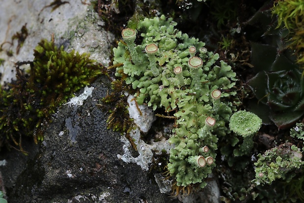 dutohlávka zrnistá  Cladonia chlorophaea (Flörke ex Sommerf.) Spreng.