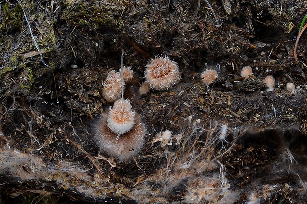 čiaškovec výkalový Cyathus stercoreus (Schwein.) De Toni