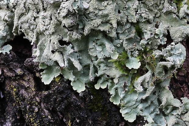 diskovka kučeravá Flavoparmelia caperata (L.) Hale