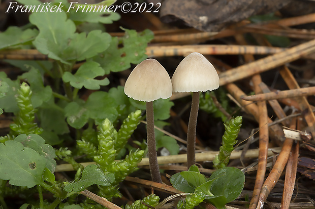 prilbička Mycena sp.