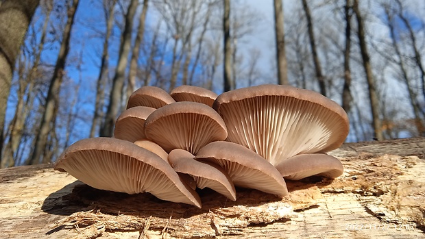 hliva buková Pleurotus pulmonarius (Fr.) Quél.