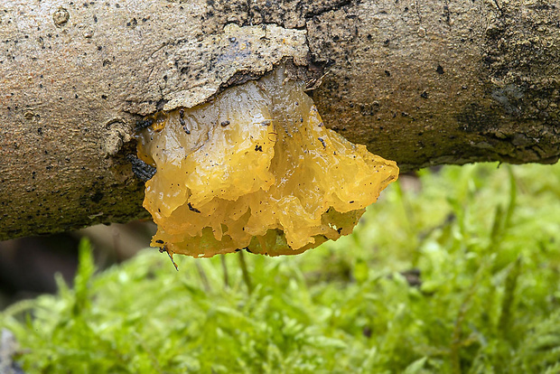 rôsolovka zlatožltá Tremella mesenterica Retz.