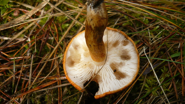 čírovka oranžová Tricholoma aurantium (Schaeff.) Ricken