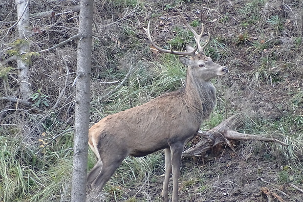 jeleň lesný Cervus elaphus