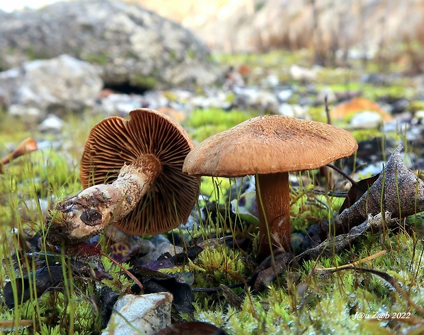 pavučinovec plyšový Cortinarius orellanus Fr.