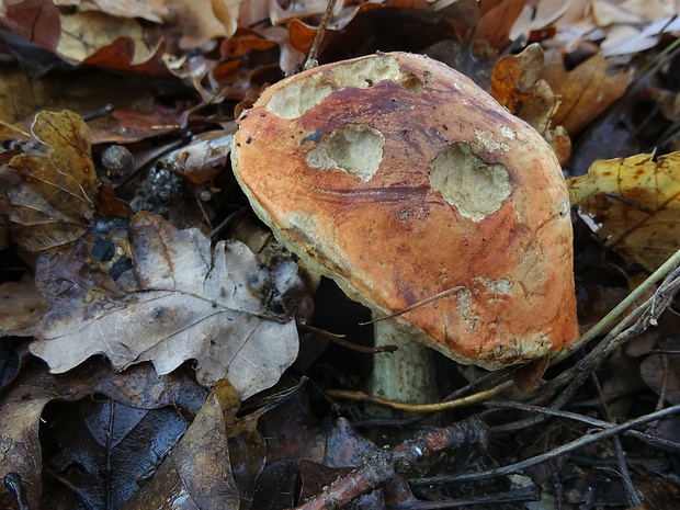 kozák dubový Leccinum aurantiacum (Bull.) Gray