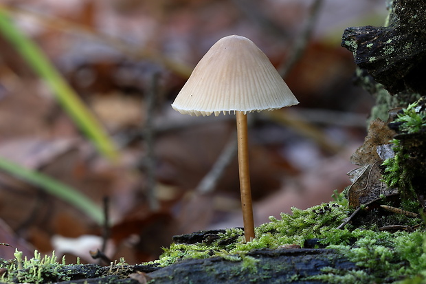 prilbička Mycena sp.