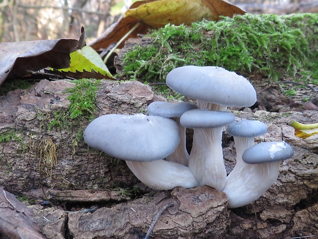 hliva ustricovitá modrastá Pleurotus columbinus Quél.