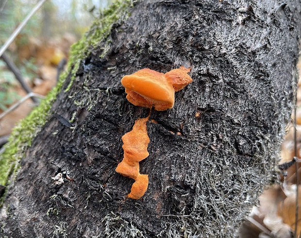 červenica rumelková Pycnoporus cinnabarinus (Jacq.) P. Karst.