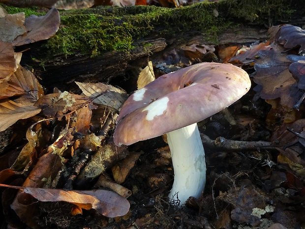 plávka modrastá Russula cyanoxantha (Schaeff.) Fr.