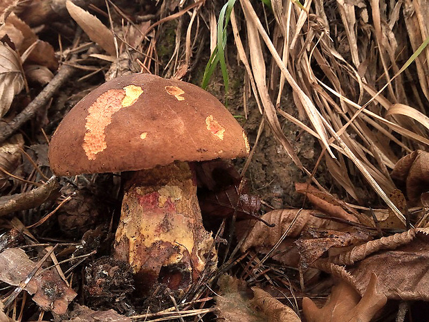 hríb zrnitohlúbikový Sutorius luridiformis (Rostk.) G. Wu & Zhu L. Yang