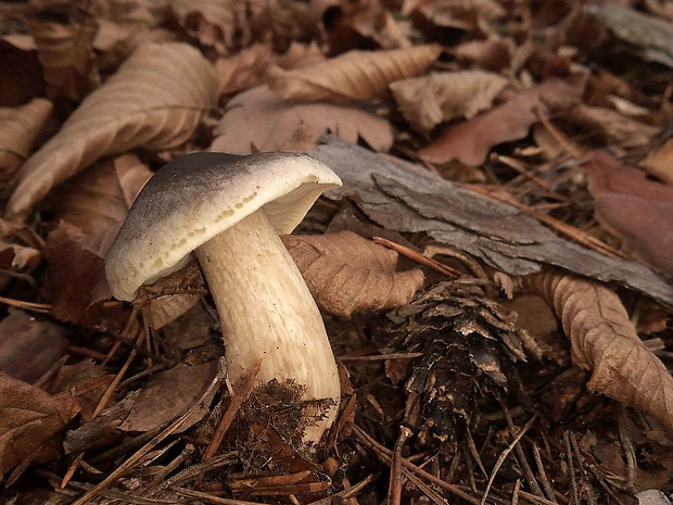 čírovka mydlová Tricholoma saponaceum (Fr.) P. Kumm.