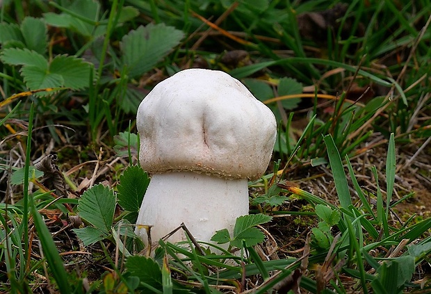 pečiarka Agaricus sp.