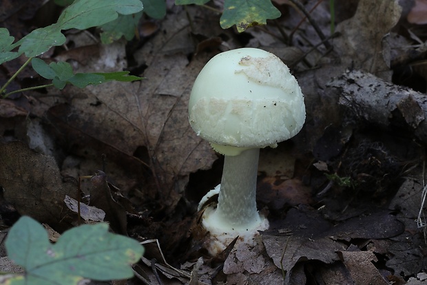 muchotrávka zelená biela Amanita phalloides var. alba Costantin & L.M. Dufour