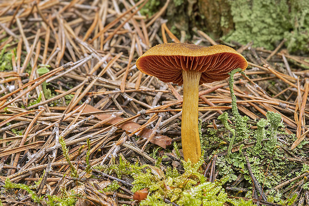 pavučinovec krvavolupeňový Cortinarius semisanguineus (Fr.) Gillet