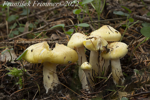 šťavnačka smrekovcová Hygrophorus lucorum Kalchbr.