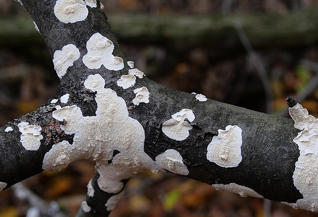 zubovec biely Irpex lacteus (Fr.) Fr.