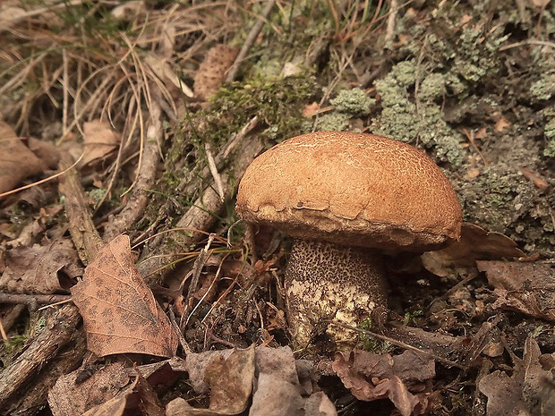 kozák žltooranžový Leccinum versipelle (Fr. & Hök) Snell