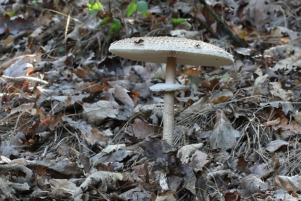 bedľa vysoká Macrolepiota procera (Scop.) Singer