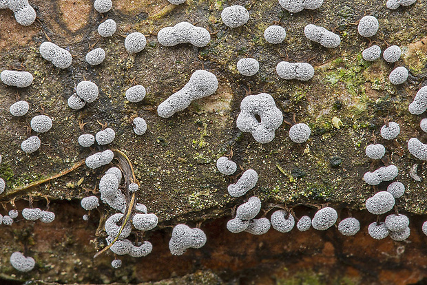 slizovka Myxomycetes