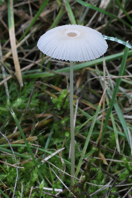 hnojník ozdobný Parasola plicatilis (Curtis) Redhead, Vilgalys & Hopple