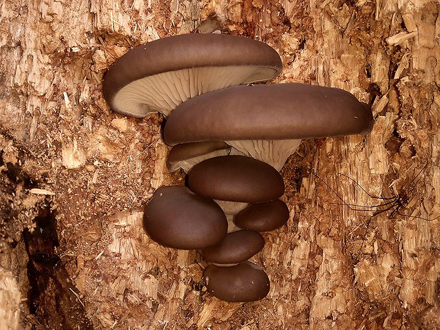 hliva ustricovitá Pleurotus ostreatus (Jacq.) P. Kumm.