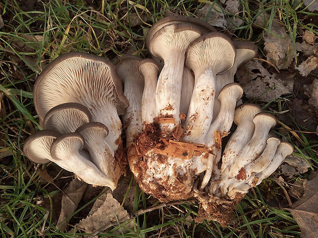 hliva ustricovitá Pleurotus ostreatus (Jacq.) P. Kumm.