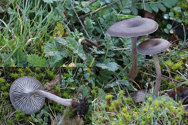 strmulica čiaškovitá Pseudoclitocybe cyathiformis (Bull.) Singer