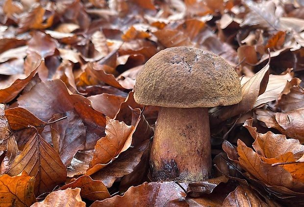 hríb zrnitohlúbikový Sutorius luridiformis (Rostk.) G. Wu & Zhu L. Yang