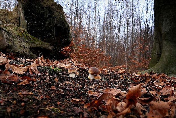 hríb smrekový - biotop Boletus edulis Bull.