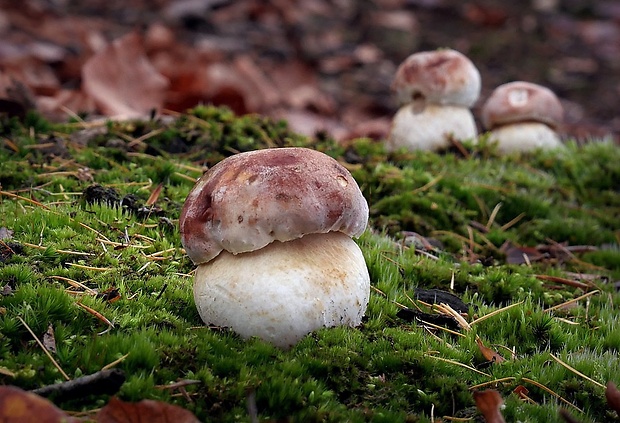 hríb sosnový Boletus pinophilus Pil. et Dermek in Pil.