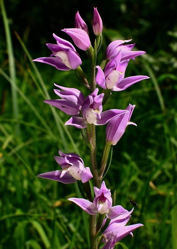 prilbovka červená Cephalanthera rubra (L.) Rich.