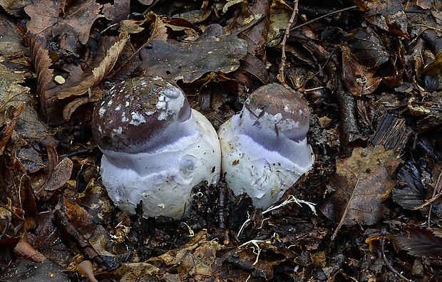 pavučinovec mohutný Cortinarius praestans (Cordier) Gillet