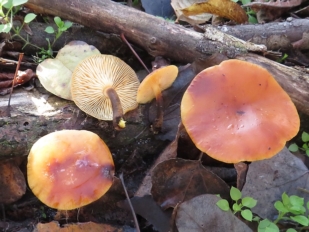 plamienka Flammulina sp.