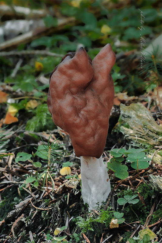 ušiak mitrovitý Gyromitra infula (Schaeff.) Quél.