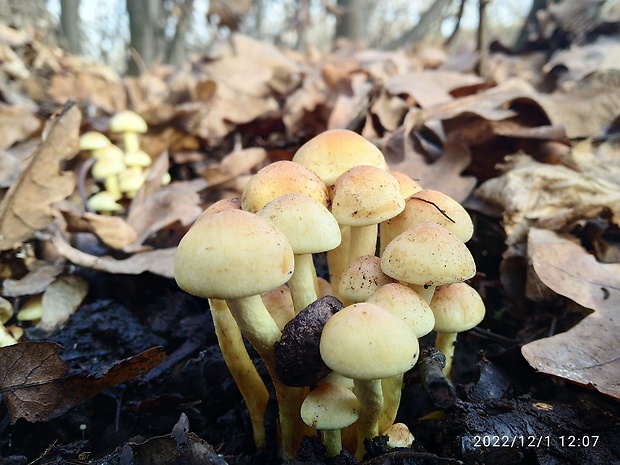 strapcovka zväzkovitá Hypholoma fasciculare (Huds.) P. Kumm.