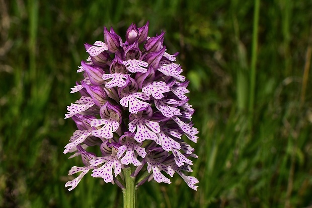 neotinea trojzubá Neotinea tridentata (Scop.) R. M. Bateman, Pridceon et M. W. Chase