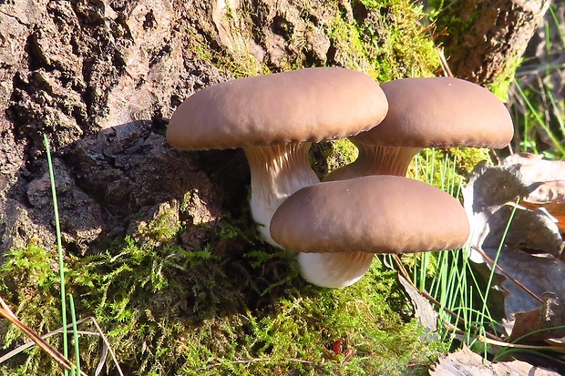 hliva ustricovitá Pleurotus ostreatus (Jacq.) P. Kumm.