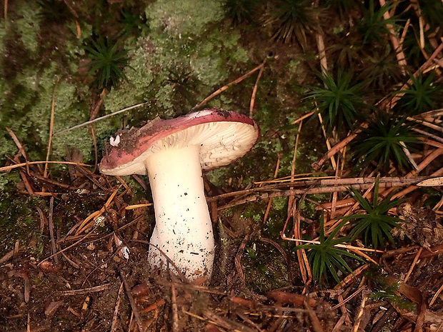 plávka krvavá Russula sanguinaria (Schumach.) Rauschert